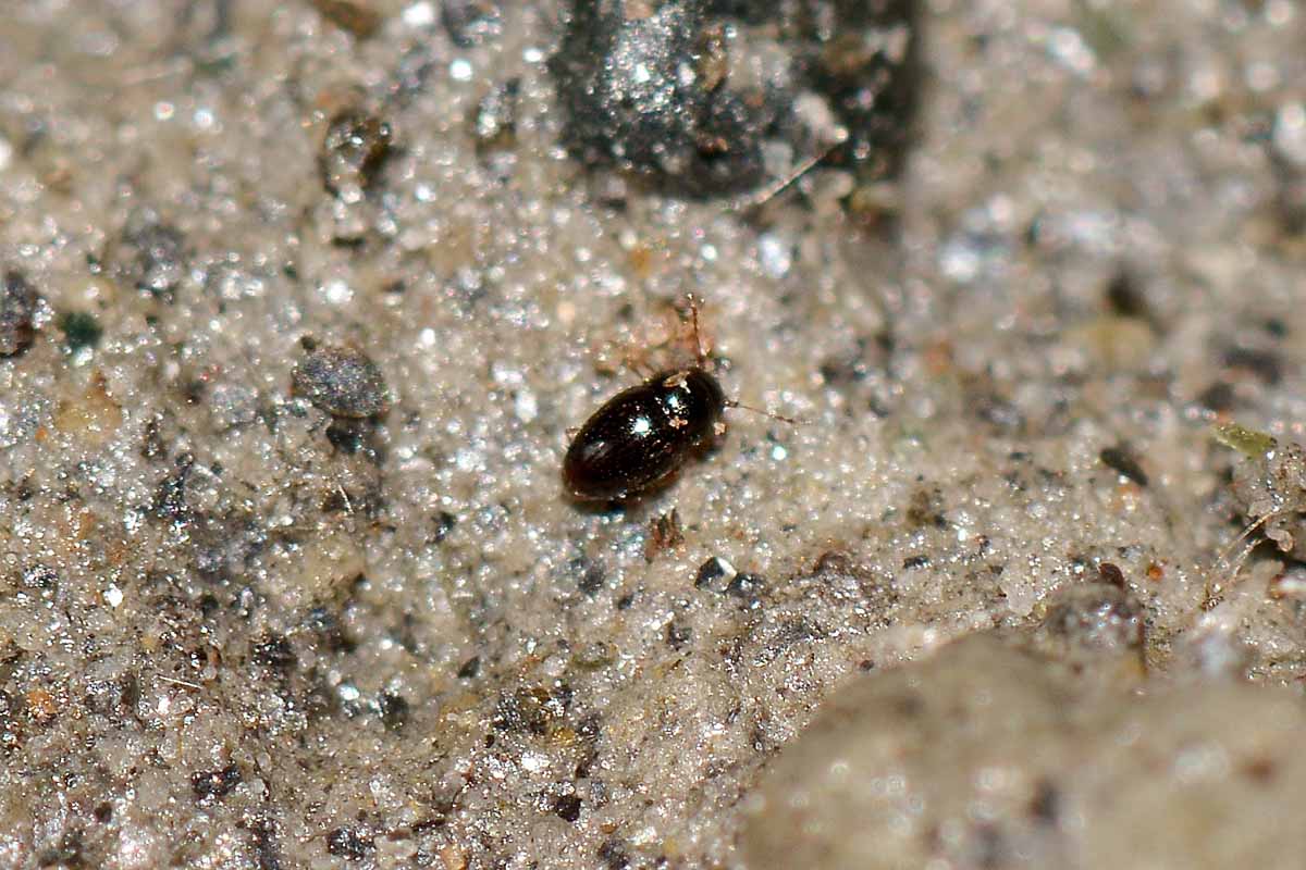 Ptiliidae: Ptenidium sp. (cf.)